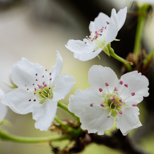 国产传媒高清无码无套
